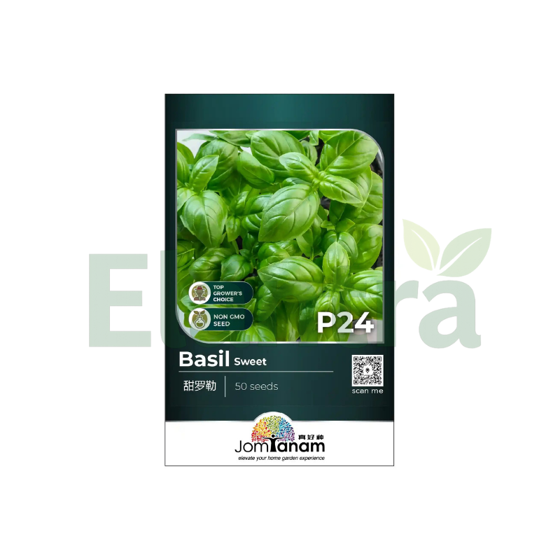 P24 BASIL